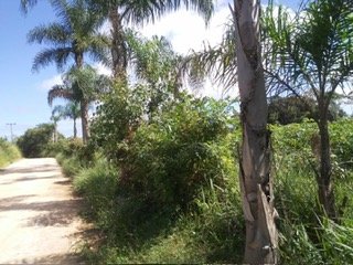 Chácara - Venda - Campo Largo - Campo Largo - PR